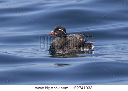 parakeet auklet that swimming in the ocean sunny summer day
