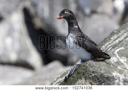 parakeet auklet which sits on a cliff near the colony summer day