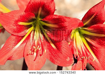 Wild red Amarillys, flower in details with a soft background