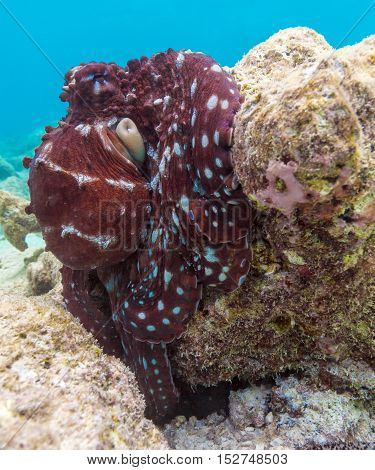 Alive Red Octopus Sitting On Coral Reef, Maldives