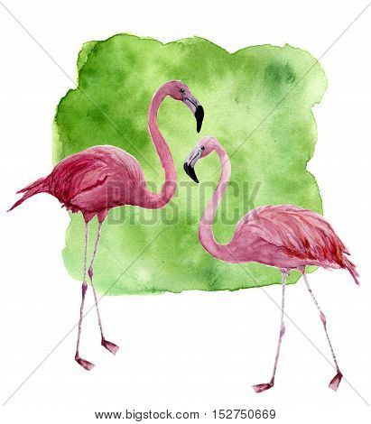 Watercolor two flamingo. Hand painted pink bird illustration with green background isolated on white background. Flamingo print for design.