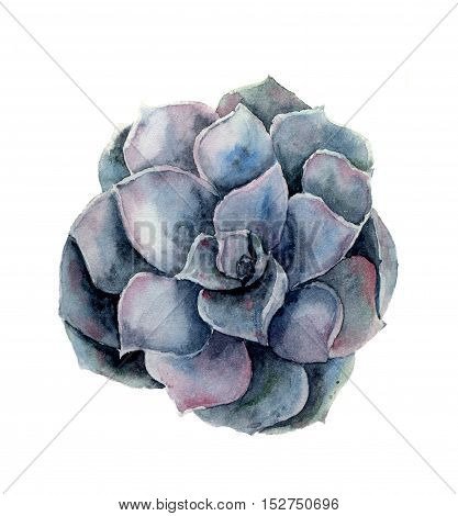 Watercolor violet succulent flower. Hand painted floral illustration isolated on white background. Botanical illustration for design.