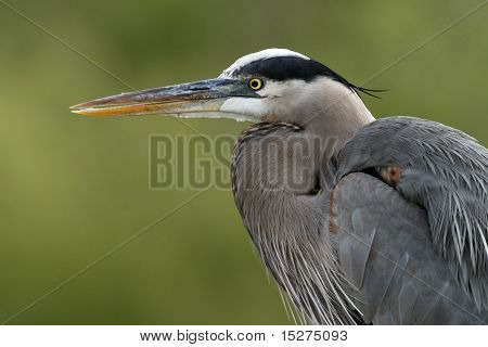Great Blue Heron (Ardea Herodiady)