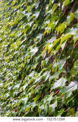 Parthenocissus tricuspidata on the wall flora of Georgia.