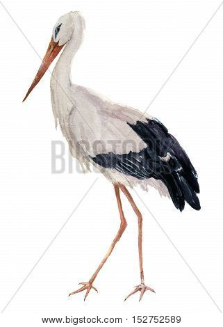 Watercolor white stork. Ciconia bird illustration isolated on white background. For design, prints or background.