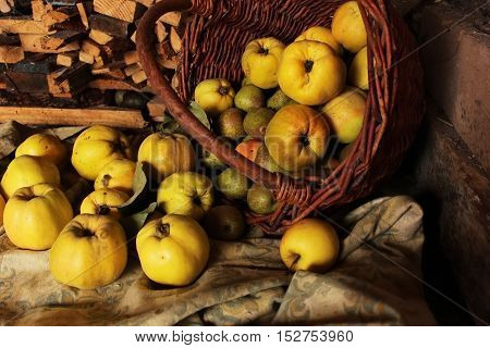 quince big juicy ripe pear in a basket on the wood background