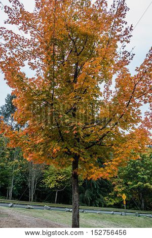 Golden fall colors are on display on this tree in Burien Washington.