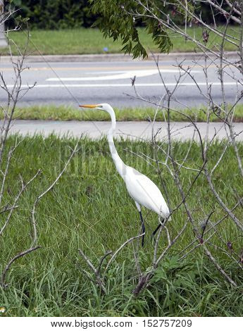 Great White Egret (Ardea alba) also known as Common Egret or Great White Heron photographed in Florida.