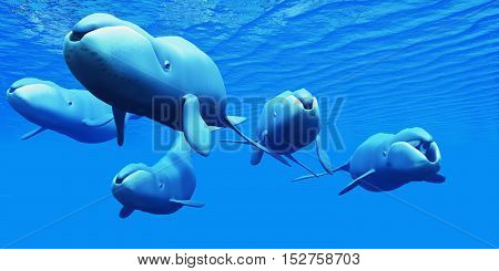 Bowhead Whale Pod 3D Illustration - The Bowhead whale uses baleen fibers in the mouth to strain seawater from prey and live in pods of several whales.