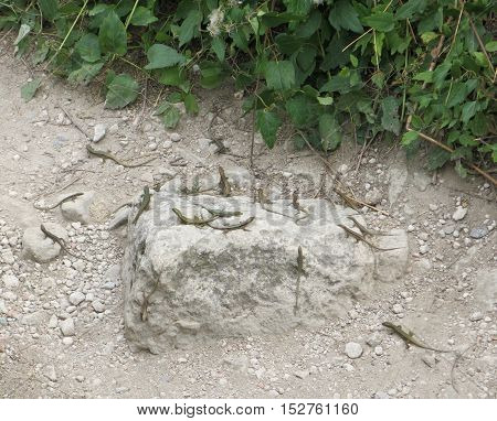 lizards sit and bask in the boulder
