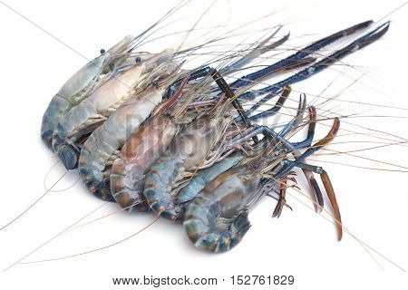 Giant Malaysian prawn isolated / Macrobrachium rosenberg