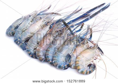 Giant Malaysian prawn isolated / Macrobrachium rosenberg
