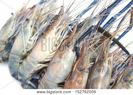 Giant Malaysian prawn isolated / Macrobrachium rosenberg