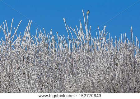 White winter forest with blue sky and icy tree branches. Wonderful cold xmas weather scene with winter forest trees and branches full of ice and snow and a little bird. Copyspace. Part of cool series.