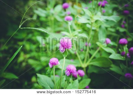 Globe Amaranth Or Gomphrena Globosa Flower In The Garden