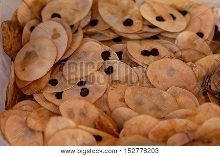 Honesty (Lunaria annua) seedpods in autumn lights