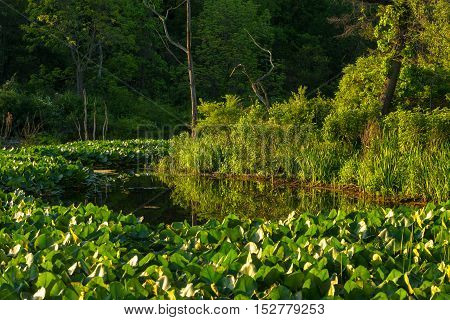 Thick swaths of water lilies grown in Beaver Marsh in Cuyahoga Valley National Park