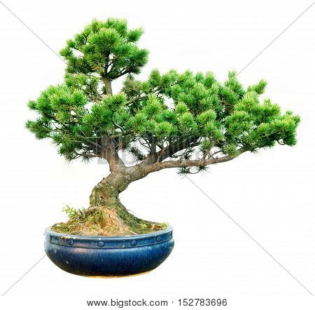Bonsai pine tree against a white wall