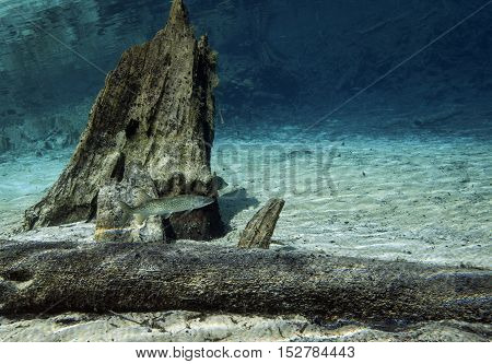 An adult Chain Pickerel swims above and along a Cypress Tree stump and log in the clear freshwater shallows of Morrison Springs a county park in northwest Florida.