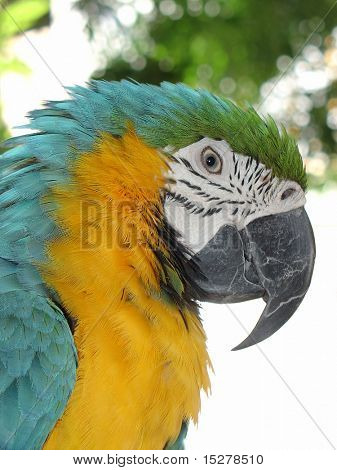 Pappagallo, il blu e il giallo.