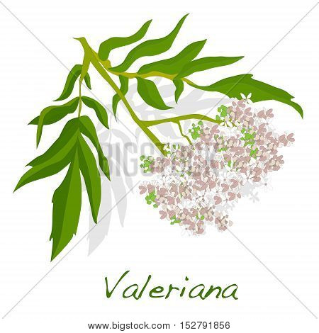 valeriana herb vector illustration on white  isolated.