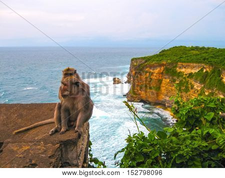 The ocean waves monkeys at Uluvatu Bali Indonesia