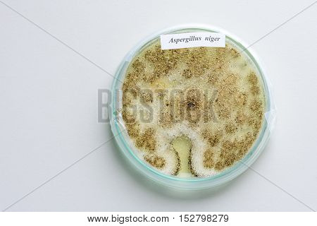 Colony of a mold (Aspergillus niger) on agar plate