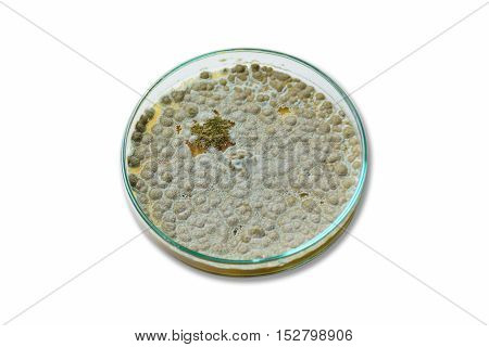 Colonies of allergenic fungus Penicillium from air spores on a petri dish (agar plate)