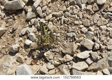A day butterfly (Hesperiidae-Nymphalidae) sitting on a stony pathpicture from right side.