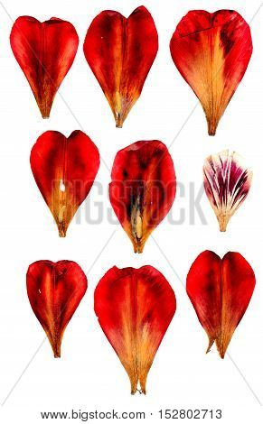 Tulip Perspective, Dry Delicate Yellow, Red, Orange Flowers And Petals Isolated On White Background