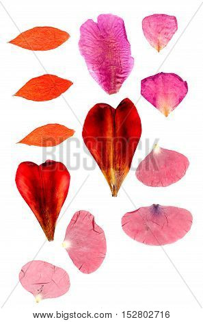 Tulip Perspective, Dry Delicate Yellow, Red, Orange Flowers And Petals Isolated On White Background