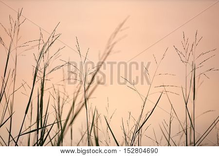 andscape fantastic sunset on the wheat field sunbeams glare