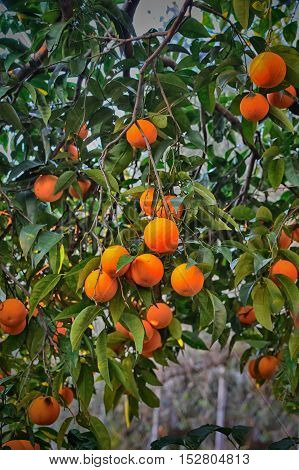 fresh orange on green branch of orange tree