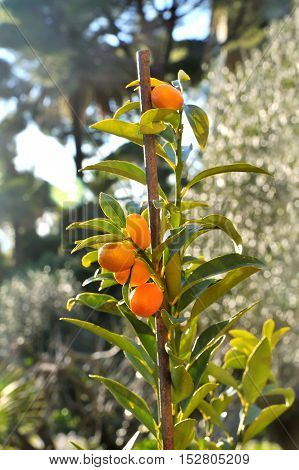 small Kumquat tree with orange fresh fruits