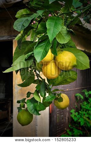 Lemon tree branch with fruits in home garden