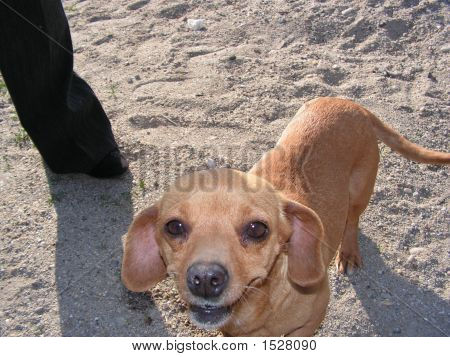 Piccolo cane bassotto