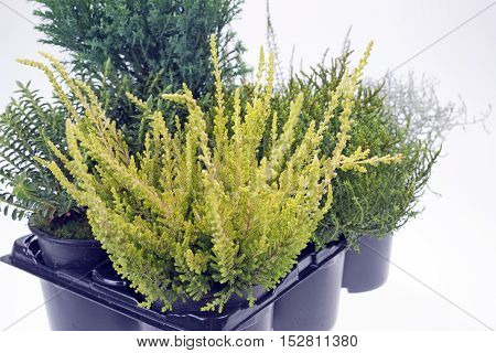 Autumn plant mixture isolated on white background