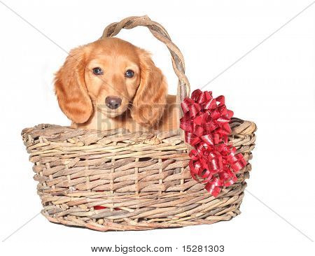 ลูกสุนัข dachshund ในตะกร้าหวาย