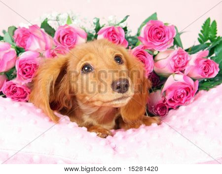ลูกสุนัข dachshund บนกุหลาบแห่งการนอน