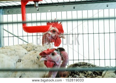 Tyumen, Russia - June 24, 2016: The 5th open championship of Russia on a plowed land. Hens Bramah in the pavilion with farm animals