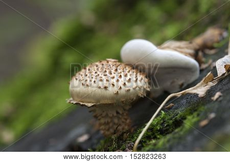 Pholiota squarrosa mushroom on an old stump