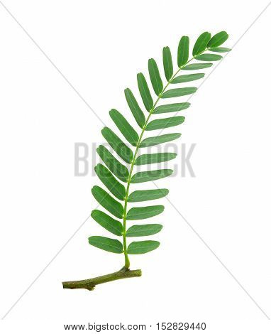 fresh tamarind leaf isolated on white background