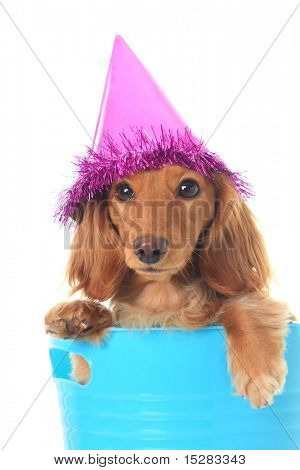 Dachshund สวมหมวกปาร์ตี้