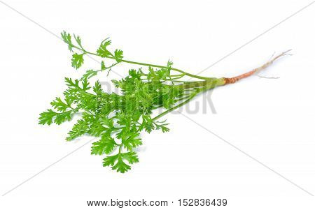 fresh coriander isolated on the white background