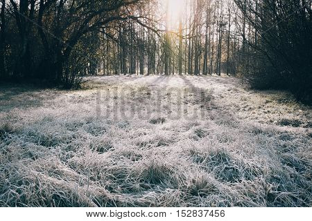 Morning frost on the forest glade. Late autumn sceen.