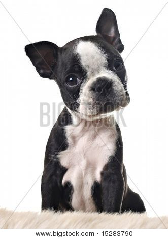 Boston terrier köpek yavrusu, beyaz izole.