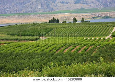 Vinic a sadů. Osoyoos, př.