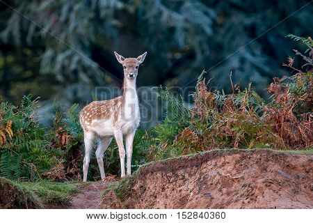 A Fallow Deer Doe