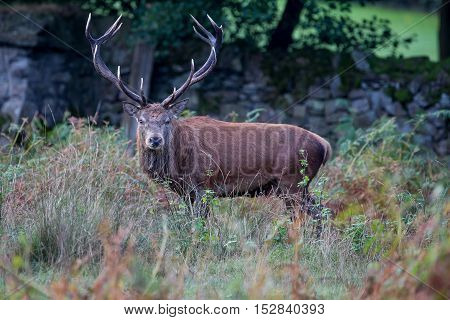 Red Deer Stag