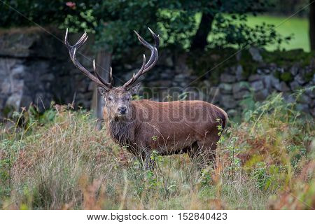 Red Deer Stag